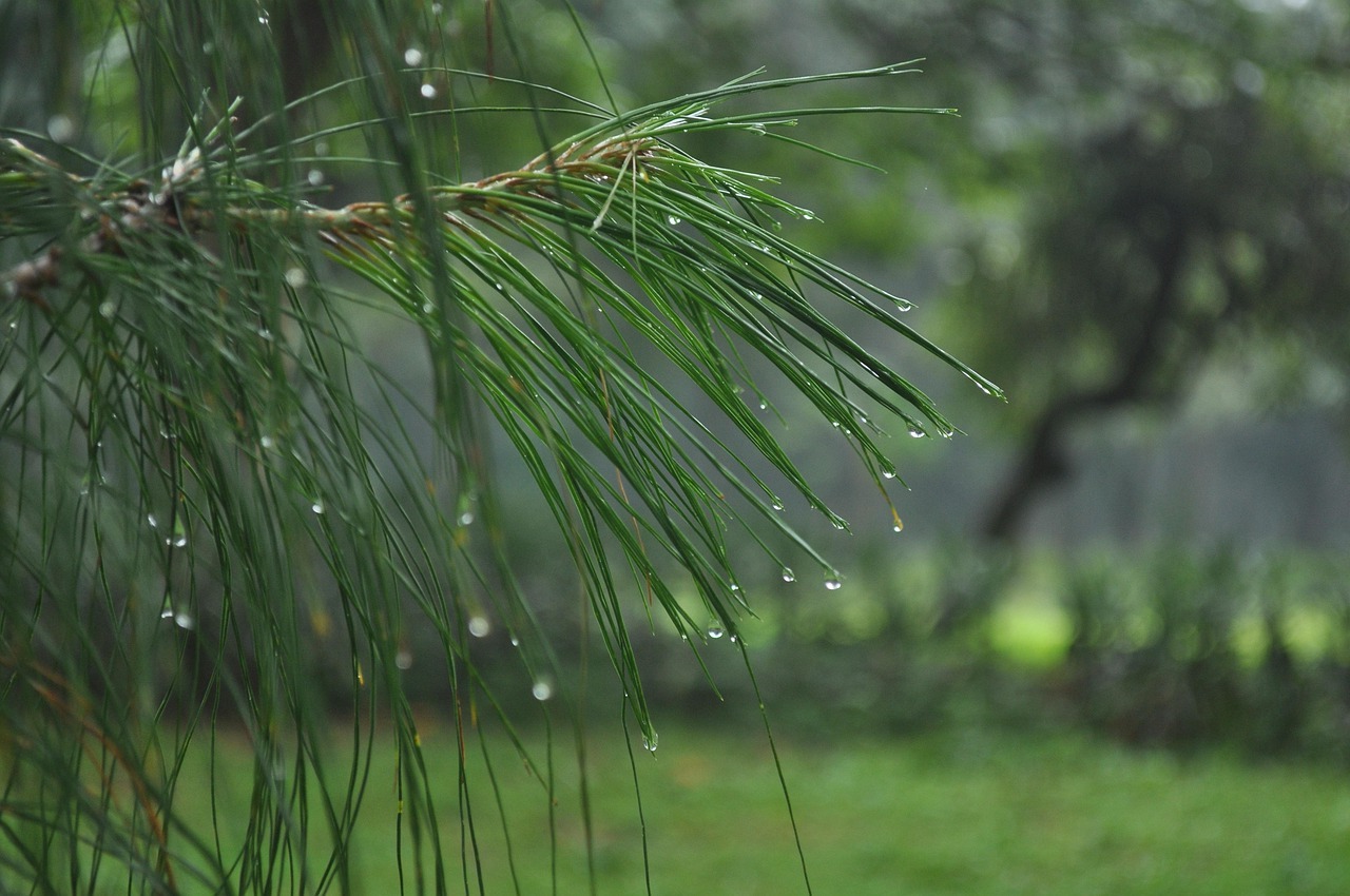 Evergreen, up close, with raindrops dripping off its long needles, and a blurred green background