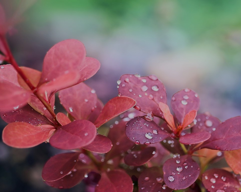 raindrops on pink leaves, image by Gabriela Piwowarska, on Pixabay, modified