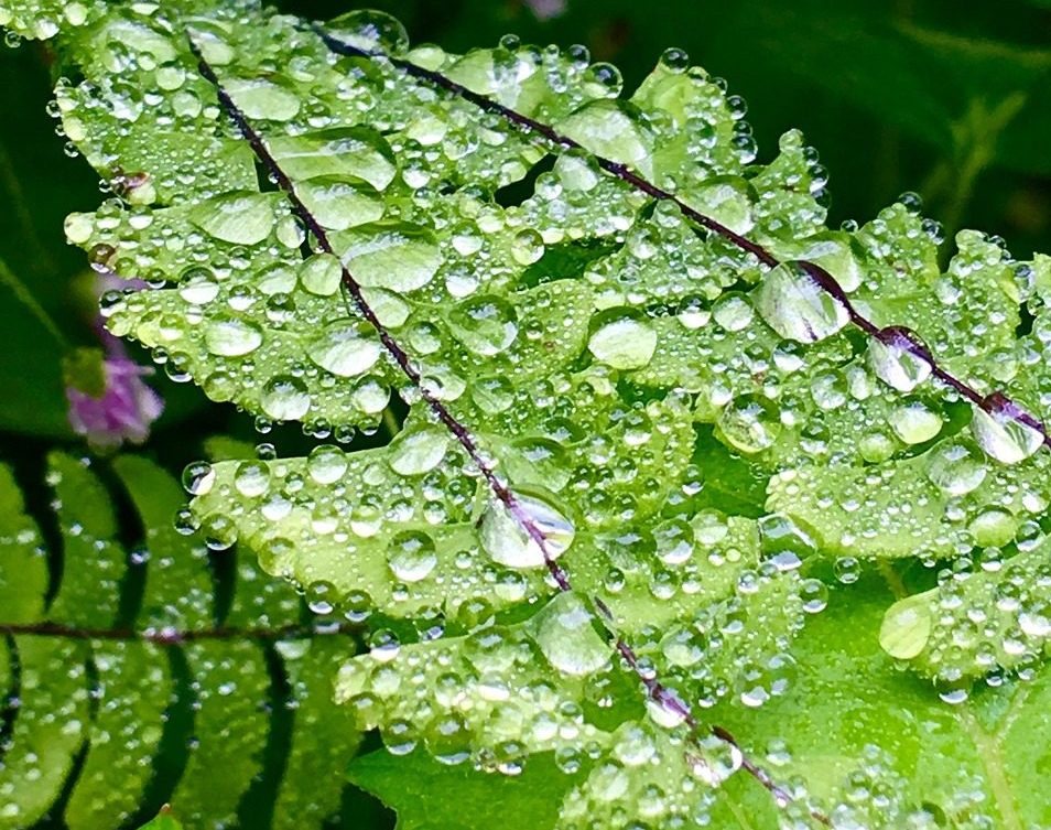 Photo: green ferns covered with raindrops, image by sabrina eickhoff, on Pixabay.
