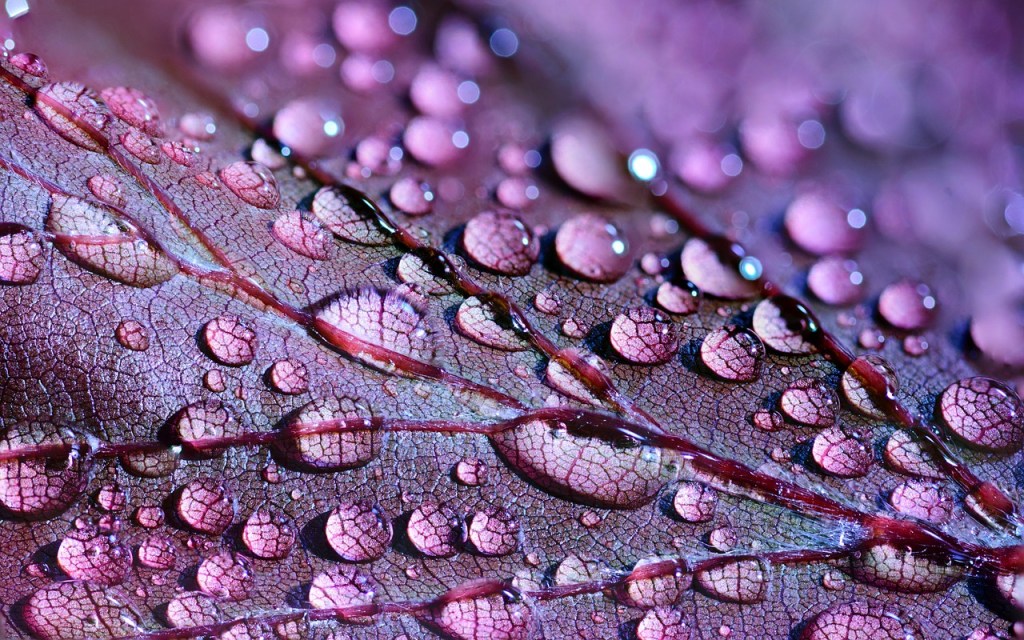 Photo: close-up of dewdrops on purple leaf, image by cristian prisecariu, on Pixabay.